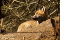 © Objectif Loutre - Stéphane Raimond - Renardeau au terrier