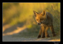 © Objectif Loutre - Stéphane Raimond -  renardeaux