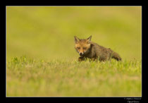 © Objectif Loutre - Stéphane Raimond -  renardeaux