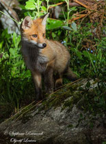 © Objectif Loutre - Stéphane Raimond - Renardeaux