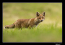 © Objectif Loutre - Stéphane Raimond - Les renards et renardeaux