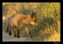 © Objectif Loutre - Stéphane Raimond -  renardeaux