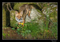 © Objectif Loutre - Stéphane Raimond -  renarde