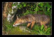 © Objectif Loutre - Stéphane Raimond -  renarde