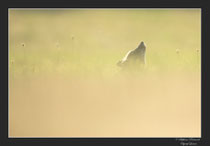 © Objectif Loutre - Stéphane Raimond -  renardeau bain de soleil