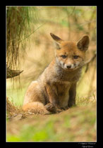 © Objectif Loutre - Stéphane Raimond -  renardeaux