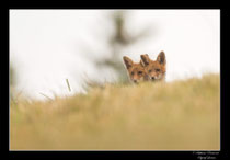 © Objectif Loutre - Stéphane Raimond -  renardeaux