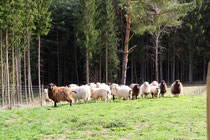 Schafe im Pfälzer Wald