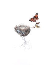 Le nid, encre et aquarelle sur papier