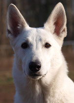 Arjuna, 2 Jahre alt