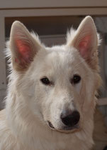 Bella Nika von den Weissen Wupper Wölfen, 8,5 Monate
