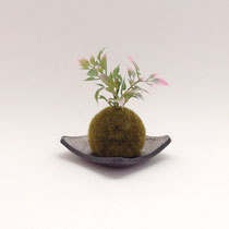 ダミーグリーン152　苔玉　角皿付き　140Ｈ