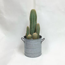 ダミーグリーン189　寄せ植えサボテン　420H 