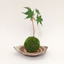 ダミーグリーン151　苔玉　変形角皿付き　240Ｈ　