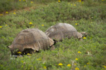 Schildkröten unterwegs