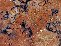 Eine geschliffene Steinfläche mit Ammoniten