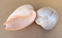 Caracola Melo broderipii pulido. Ref 10744006. 20-23 cms