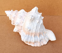 Caracola resina. Ref 22470066. 10x12,5x19,5