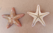 Estrella de mar natural Jungle. Ref 10739004. 12/18 cms