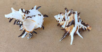 Caracola Cesta Murex indivia. Ref 10725001. 8 cms