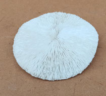 Coral cerámica. Ref 80128. 15x14x3