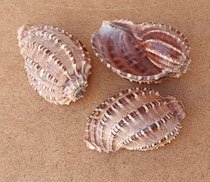 Caracola Harpa ventricosa. Ref 10814006. 7x4x3,5