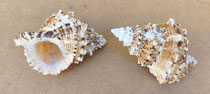 Caracola Bursa bubo. Ref 10730017. 12-14 cms