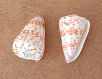 Caracola Conus tessulatus. Ref 10726027. 5x3