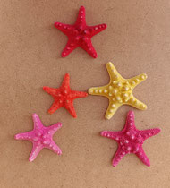 Estrella de mar natural. Ref 10738003. 7 cms