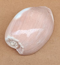 Caracola Melo Diadema. Ref 10744006. 22x12x10