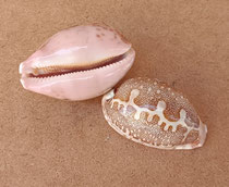Caracola Cypraea. Ref 10727019. 7,5x4x3