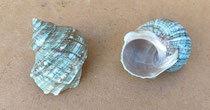 Caracola Turbo burges pulido. Ref 10729047. 8 cms