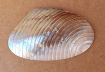 Concha Mussel plana. Ref 10799014. 17x10