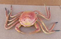Cangrejo porexpan. Ref LY0732. 22x30