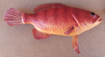 Pez poliespan. 36x16