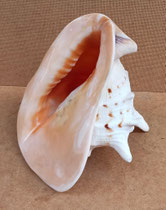 Caracola Cassis cornuta. Ref 9287011. 17-20 cms