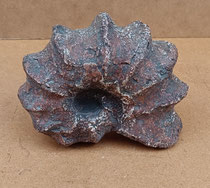Nautilus resina. Ref 495. 16x10x6