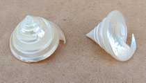 Concha Salzeticus Spiral. Ref 213. 5 cms