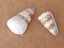 Caracola Conus imperialis. Ref 10726026. 6x4 aprox
