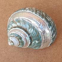 Caracola Turbo burges bandeado. Ref 10729008. 6x9x7