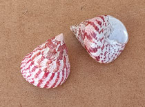 Caracola Tectus conus. Ref 10858002. 5,5x5