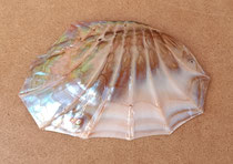 Concha Mussel. Ref 10799015. 17x10