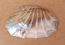Concha Mussel. Ref 10799015. 17x10