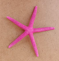 Estrella de mar natural. Ref 10764007. 10/15 cms