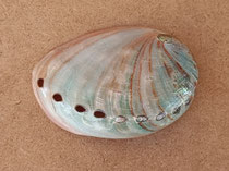Concha plana Haliotis. Ref 10857002. 8,5x6