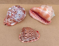 Caracolas Cassis Rufa. Ref 9287010. 16x11x10