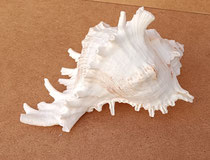 Caracola Murex ramosus. Ref 10725012. 15x16x11