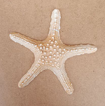 Estrella de mar cerámica. Ref 717232. 16x16
