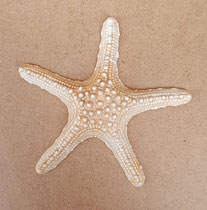 Estrella de mar cerámica. Ref 717232. 16x16