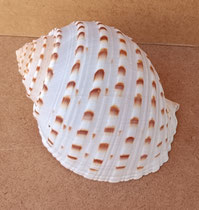 Caracola Tonna tessallata. Ref 10733001. 7x12x8
